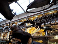 Museo di Storia Naturale, esposizione