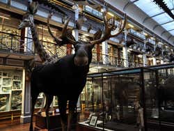 Museo di Storia Naturale di Dublino